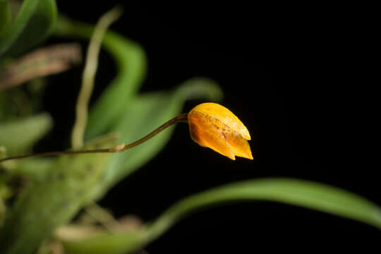 Image of Bulbophyllum catenulatum Kraenzl.