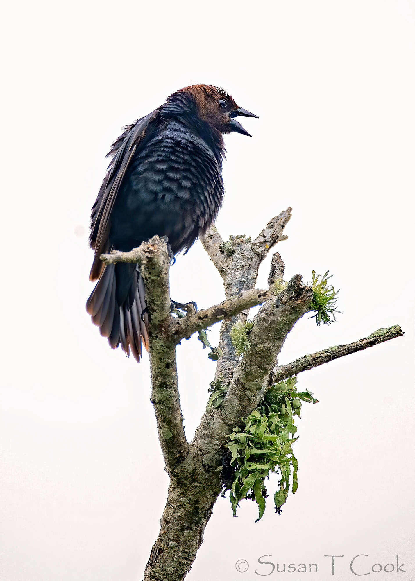 Image of Brown-headed Cowbird