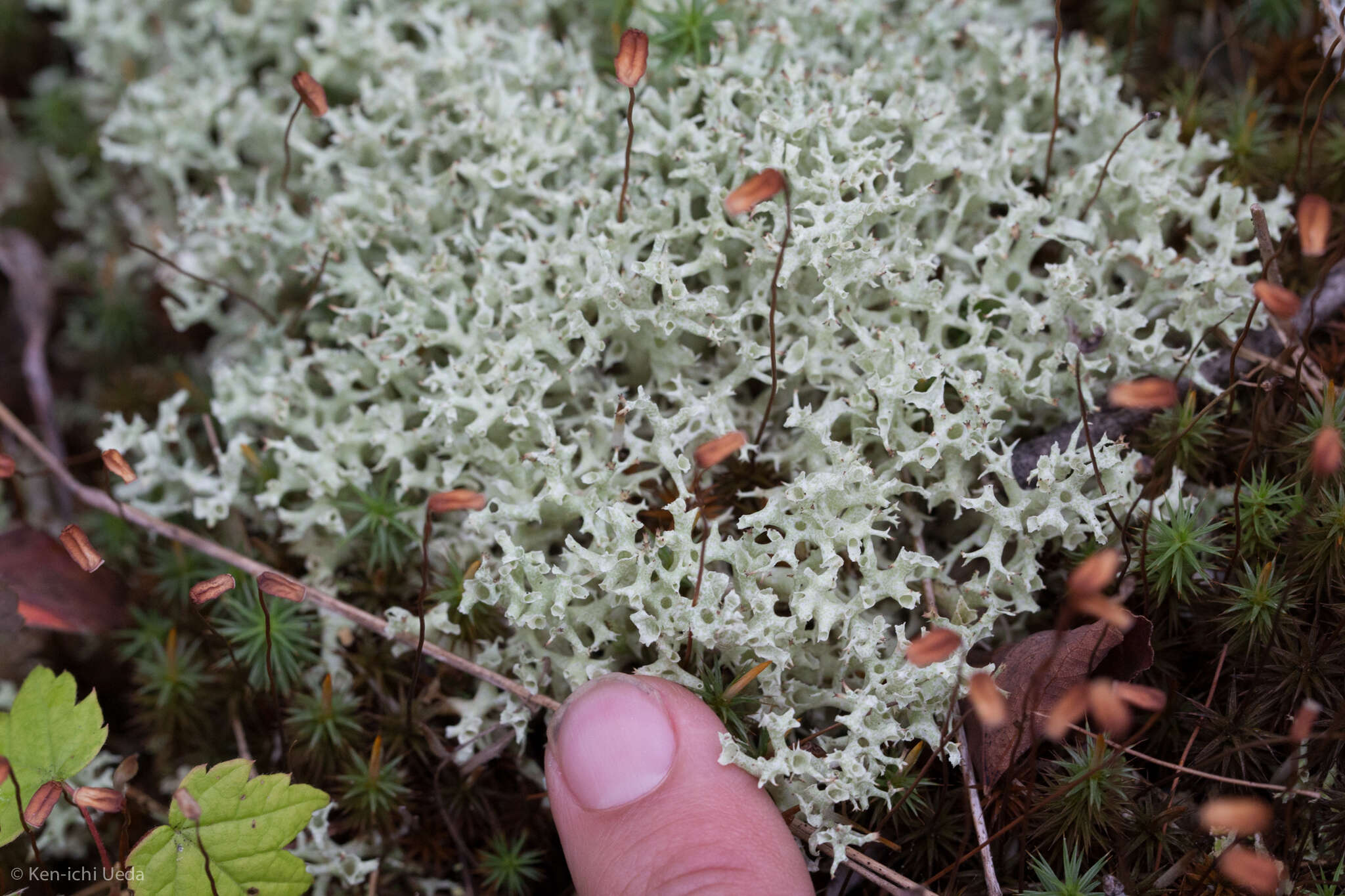 Image of Thorn cladonia