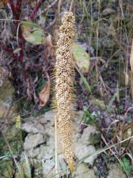 Image of Foxtail millet