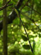 Image of Lestes temporalis Selys 1883