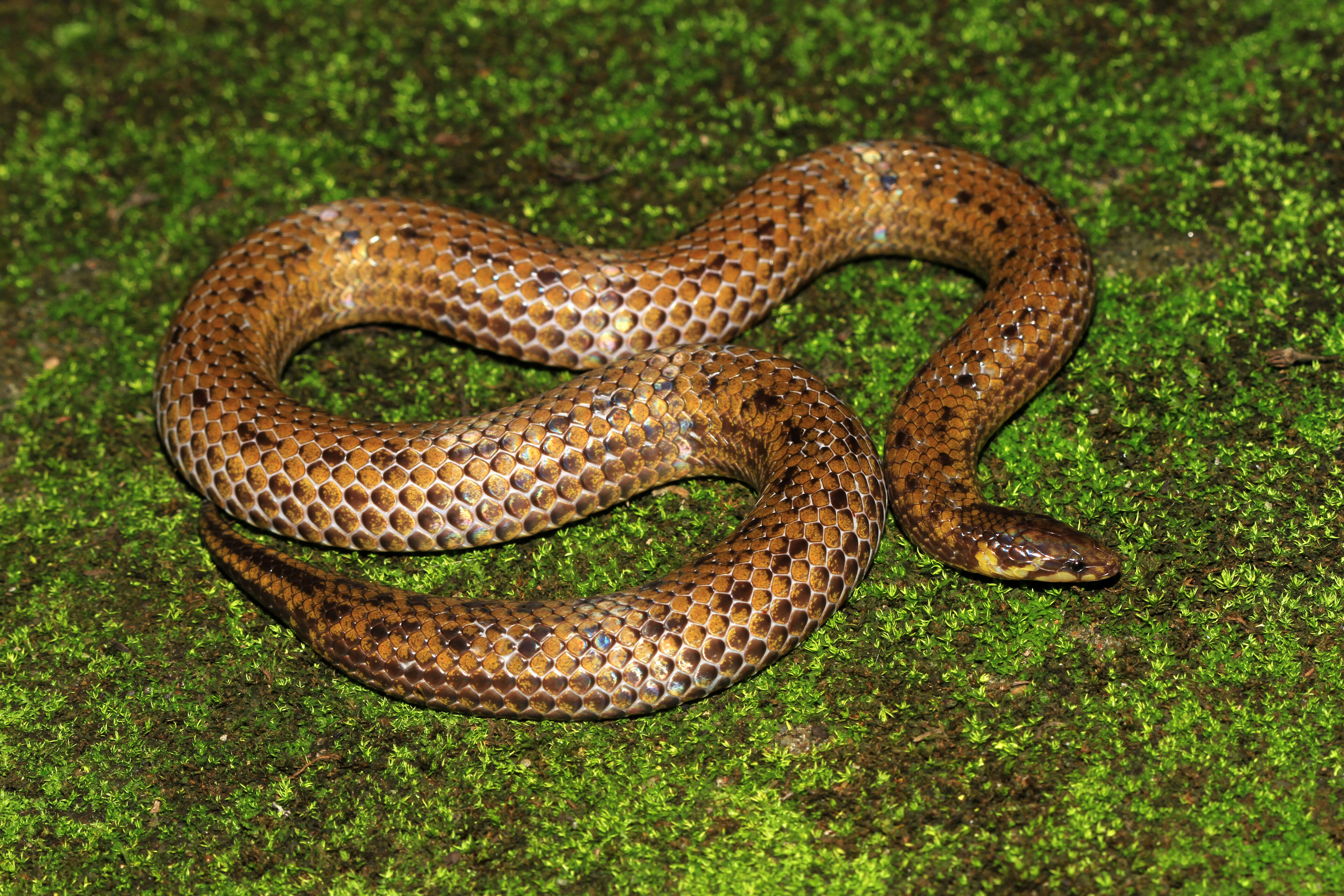 Image de Xylophis Beddome 1878