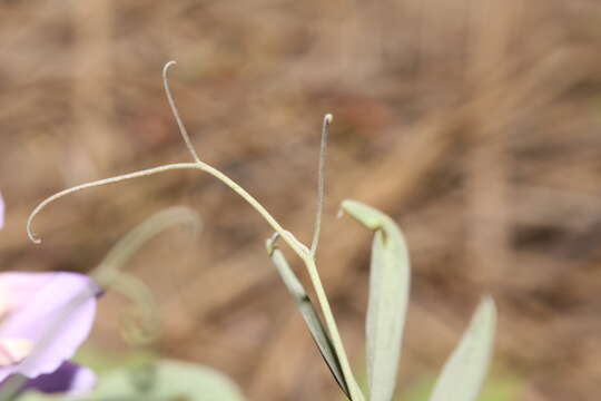 Image of fewflower pea