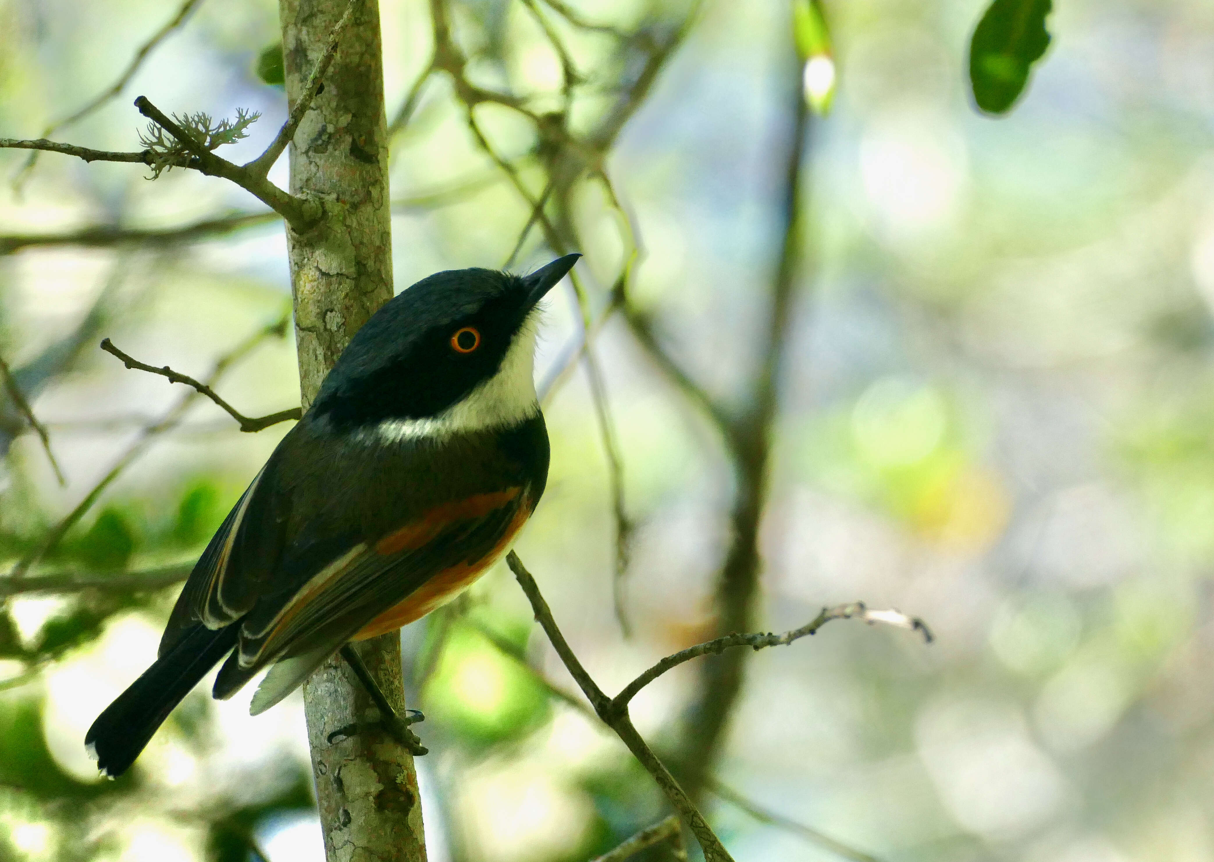 Image of Cape Batis