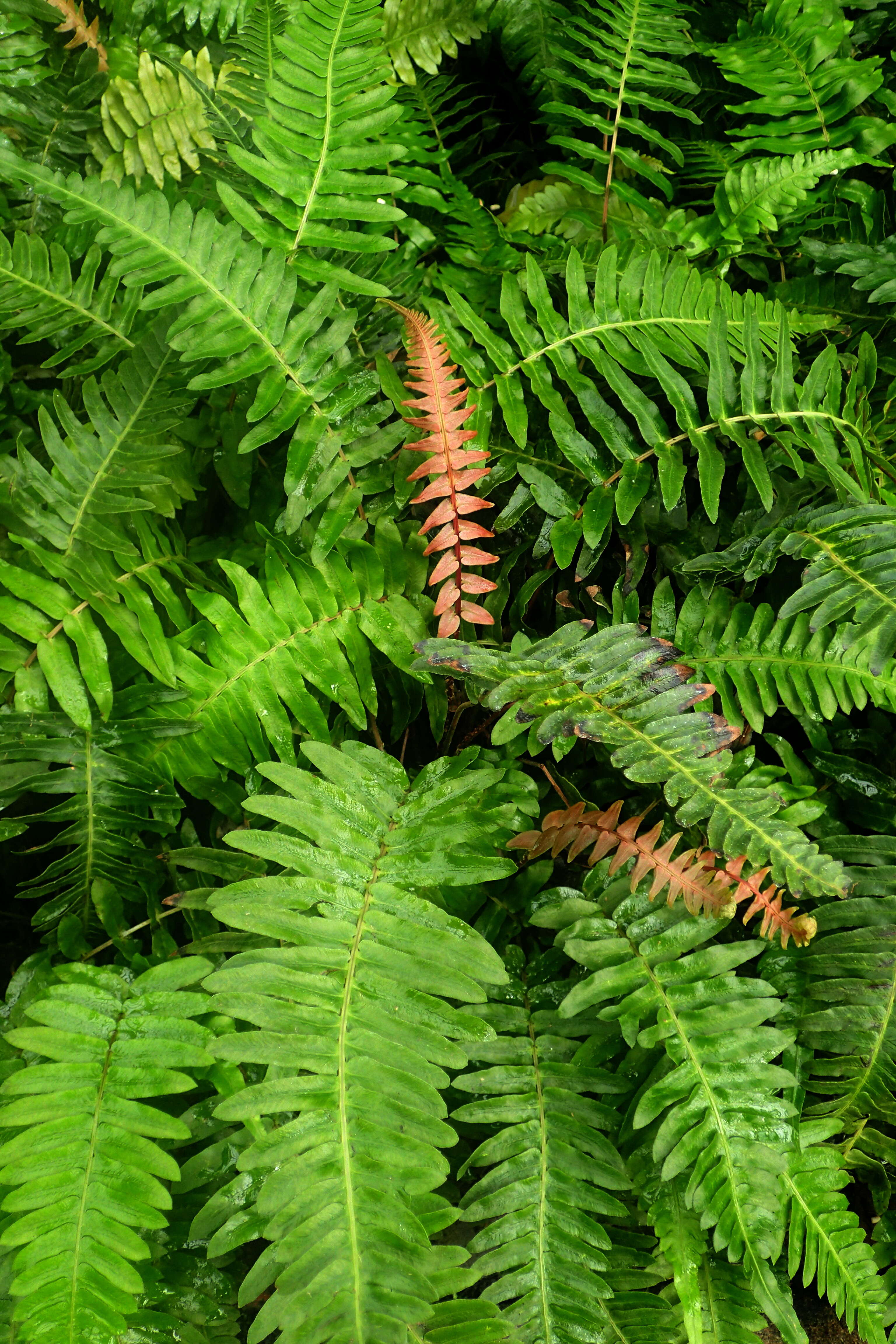 Image of hammock fern