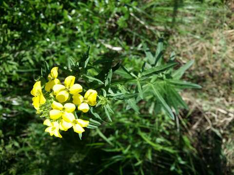 Image of smelly wallflower