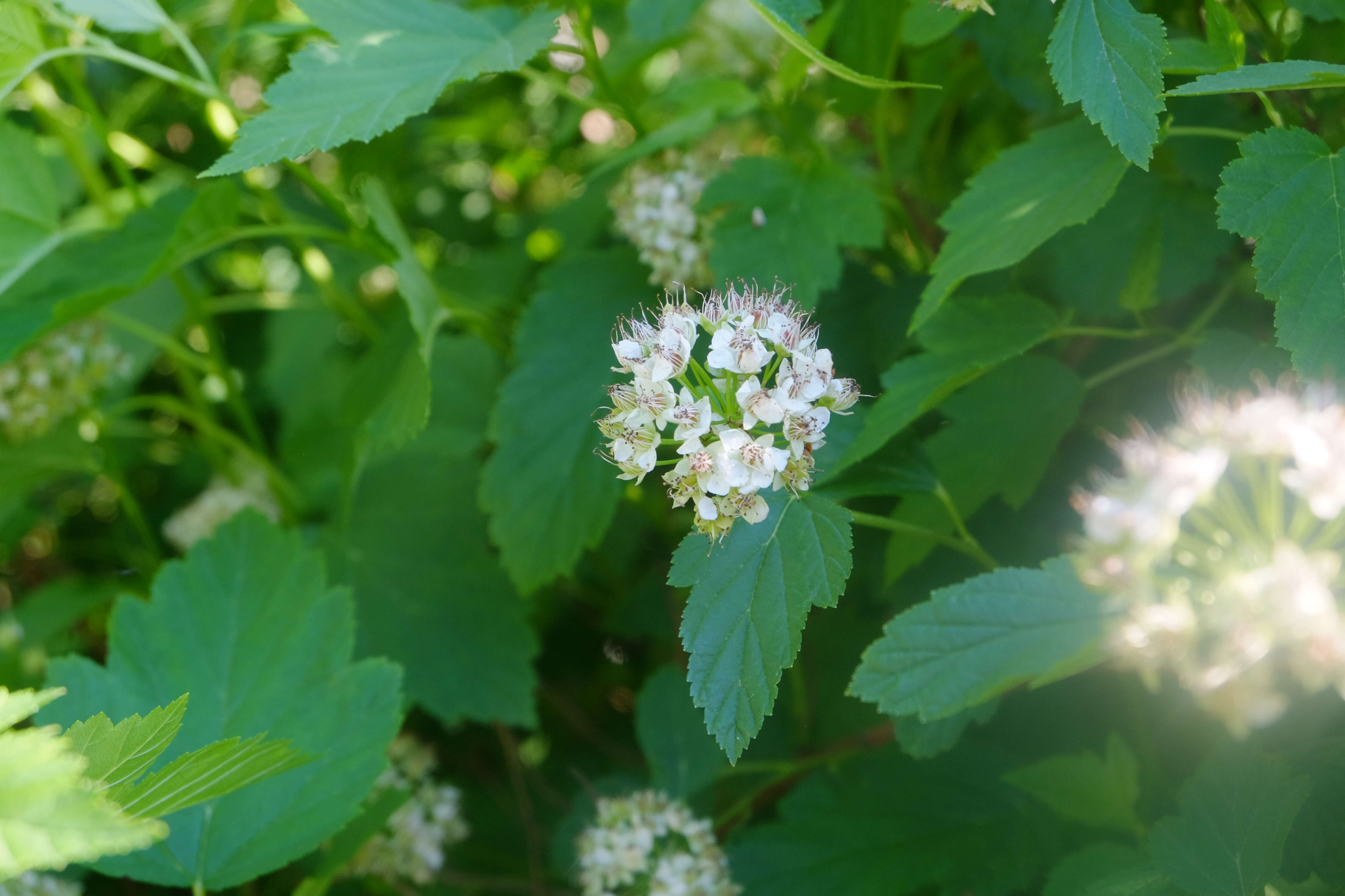 Physocarpus opulifolius (L.) Maxim. resmi