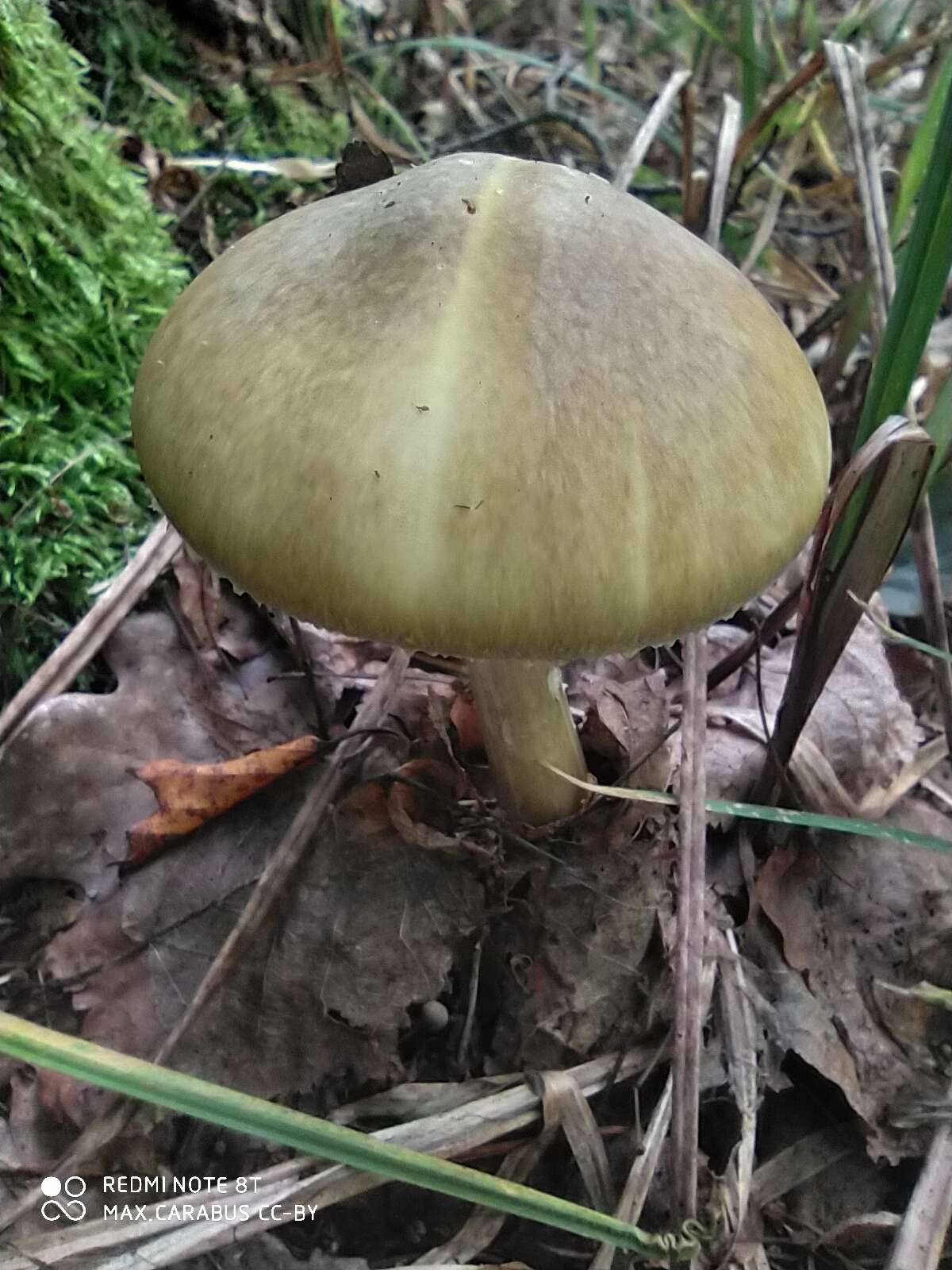 Image of Death cap