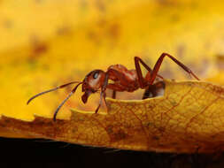 Слика од Formica polyctena Foerster 1850