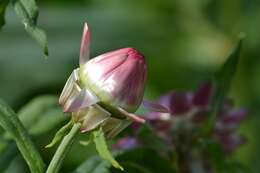 Image of bracted strawflower