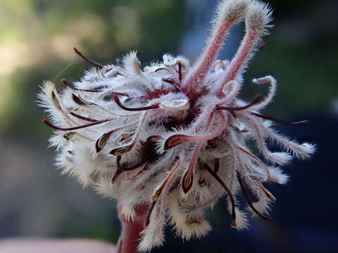 Image of marshmallow spiderhead