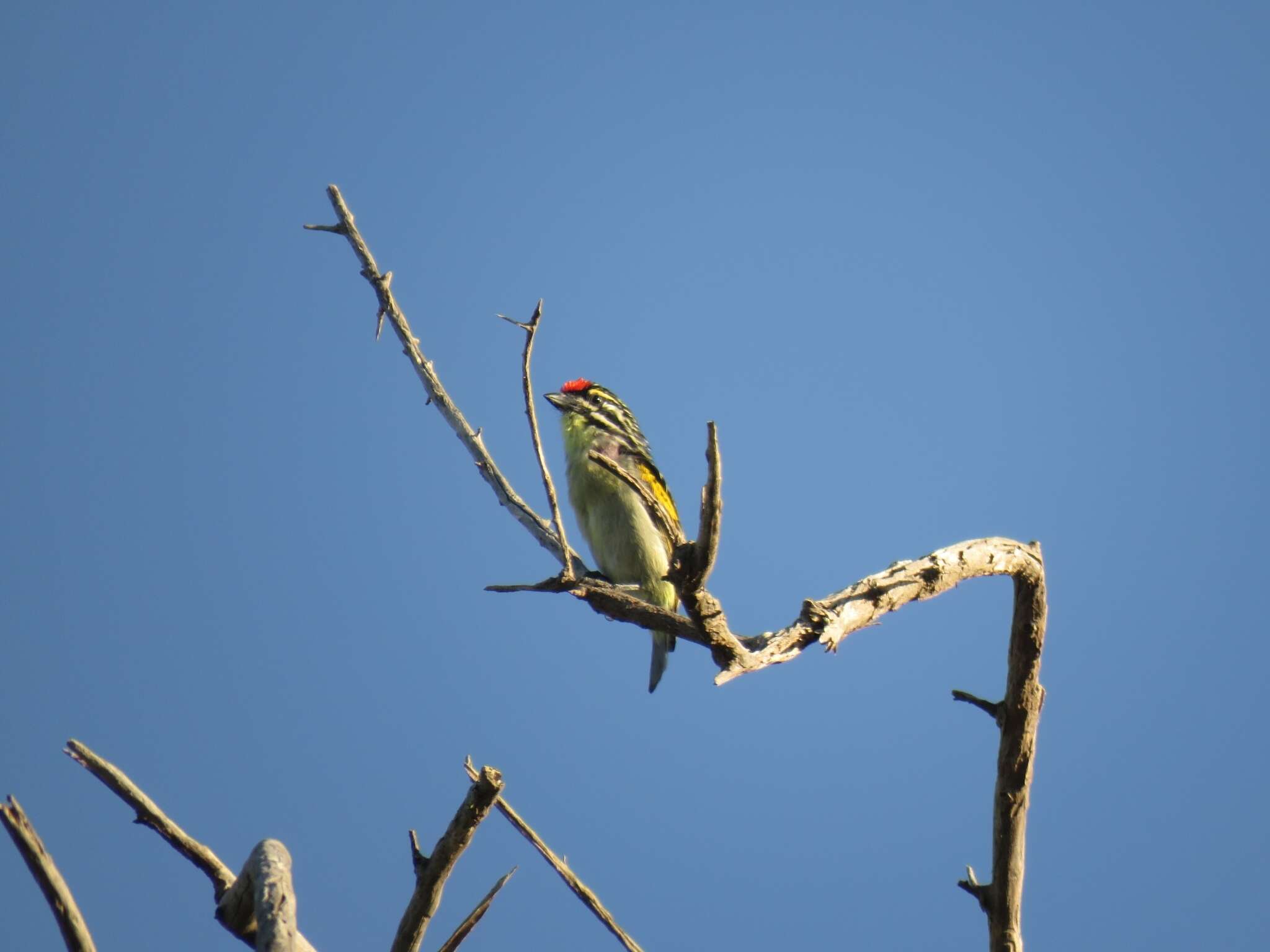 Image of Red-fronted Tinkerbird