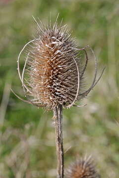 Image of Dipsacus fullonum