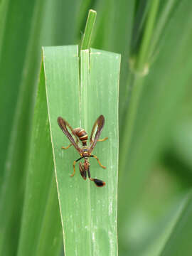 Image de Climaciella brunnea (Say ex Keating 1824)