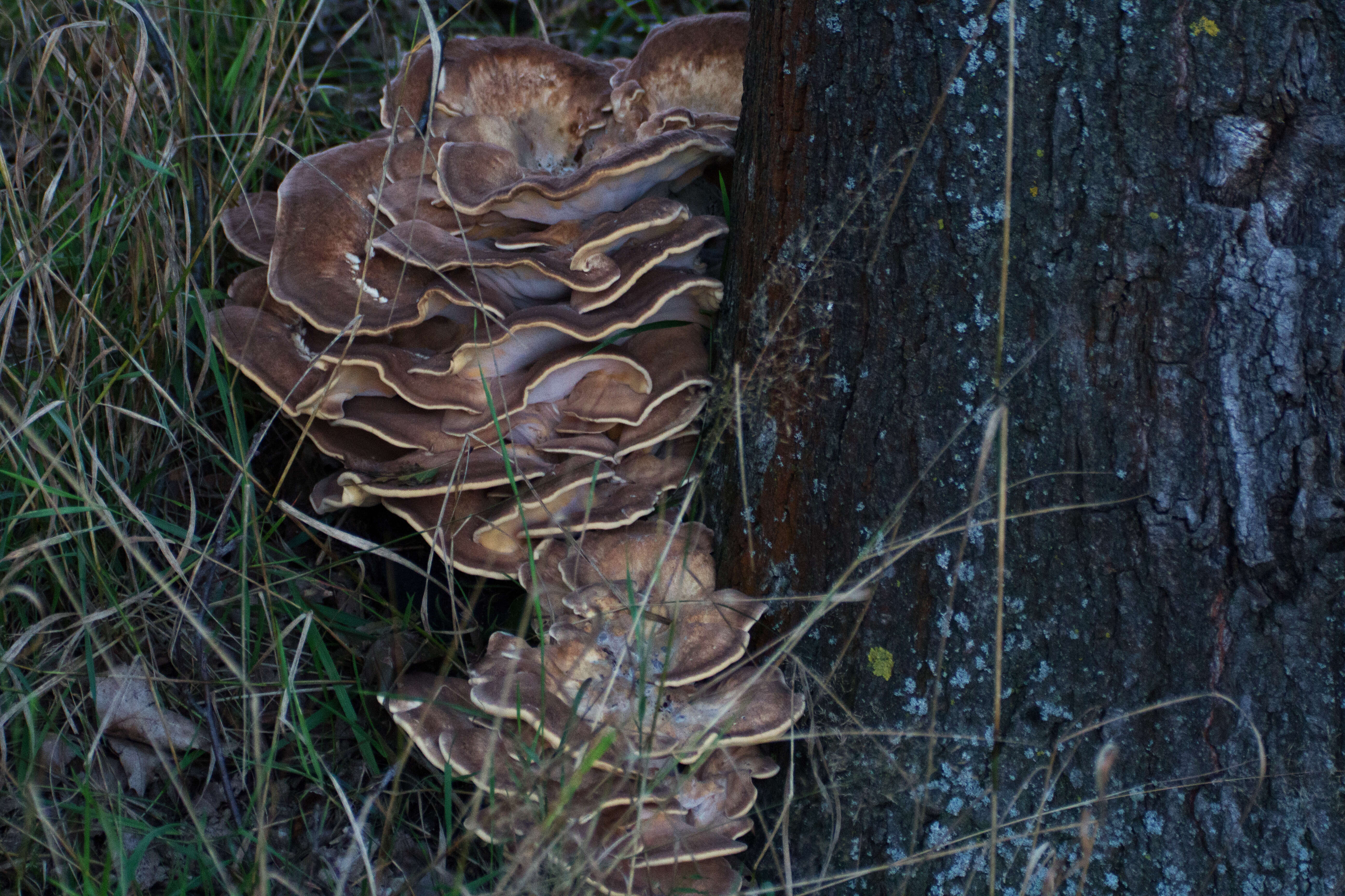 Image de Polypore géant