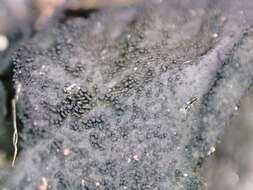 Image of jelly lichen