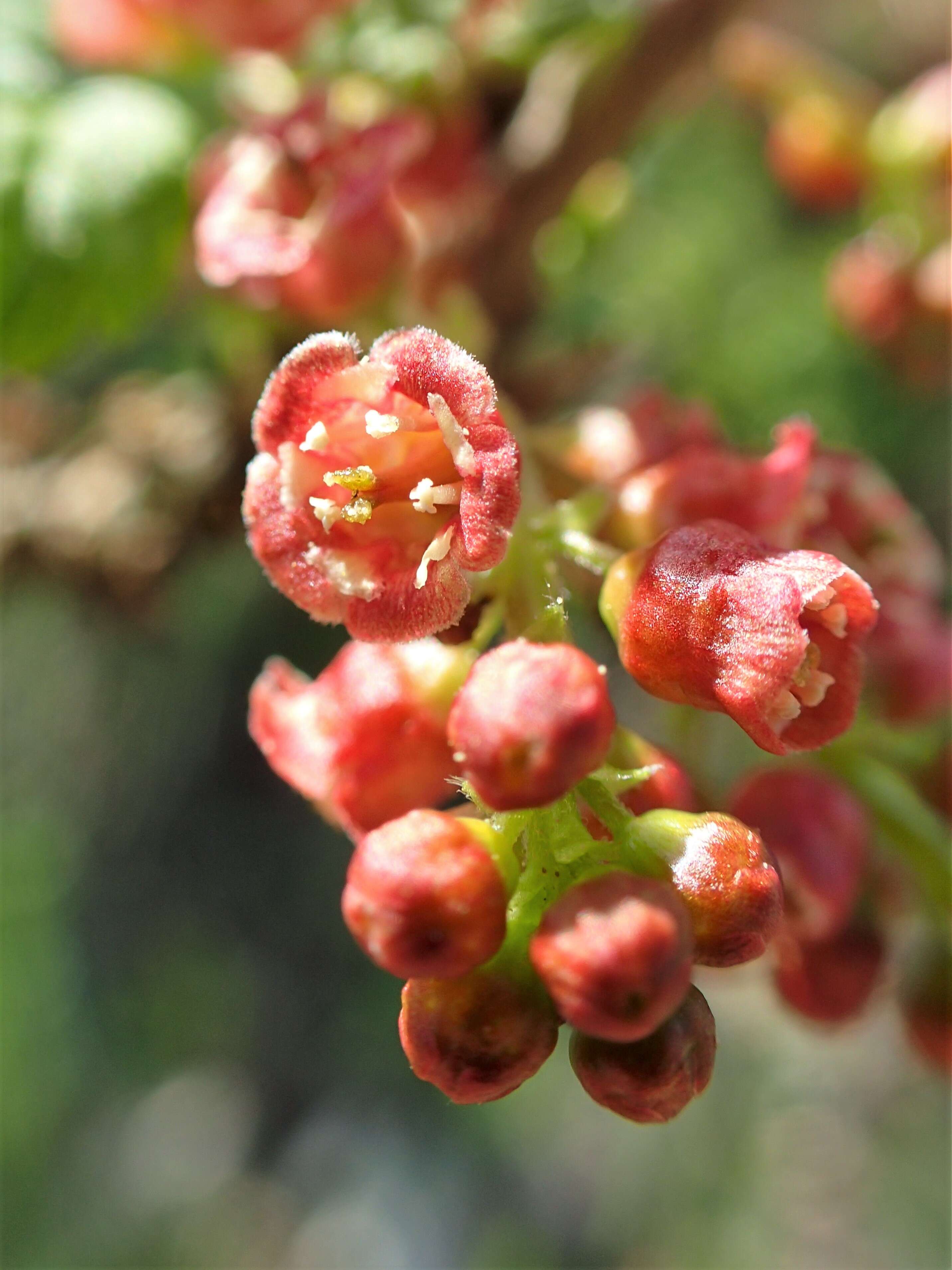 Image of Rock Red Currant