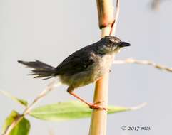 Prinia flaviventris (Delessert 1840) resmi