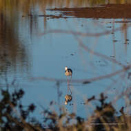 Image of Pied Stilt