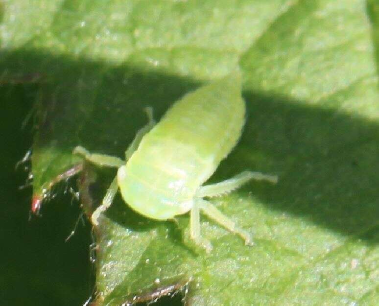 Plancia ëd Graphocraerus ventralis Fallén 1806