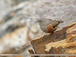 Image of Alpine Accentor