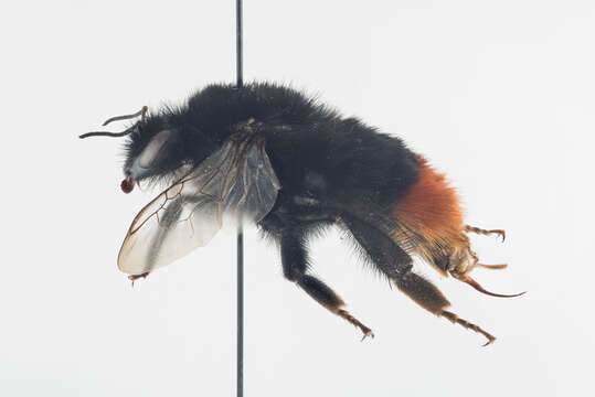 Image of Red tailed bumblebee