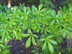 Image of Fiveleaf aralia