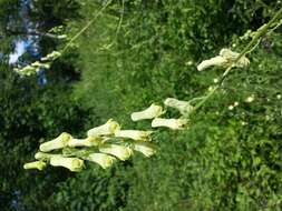 Image of monkshood