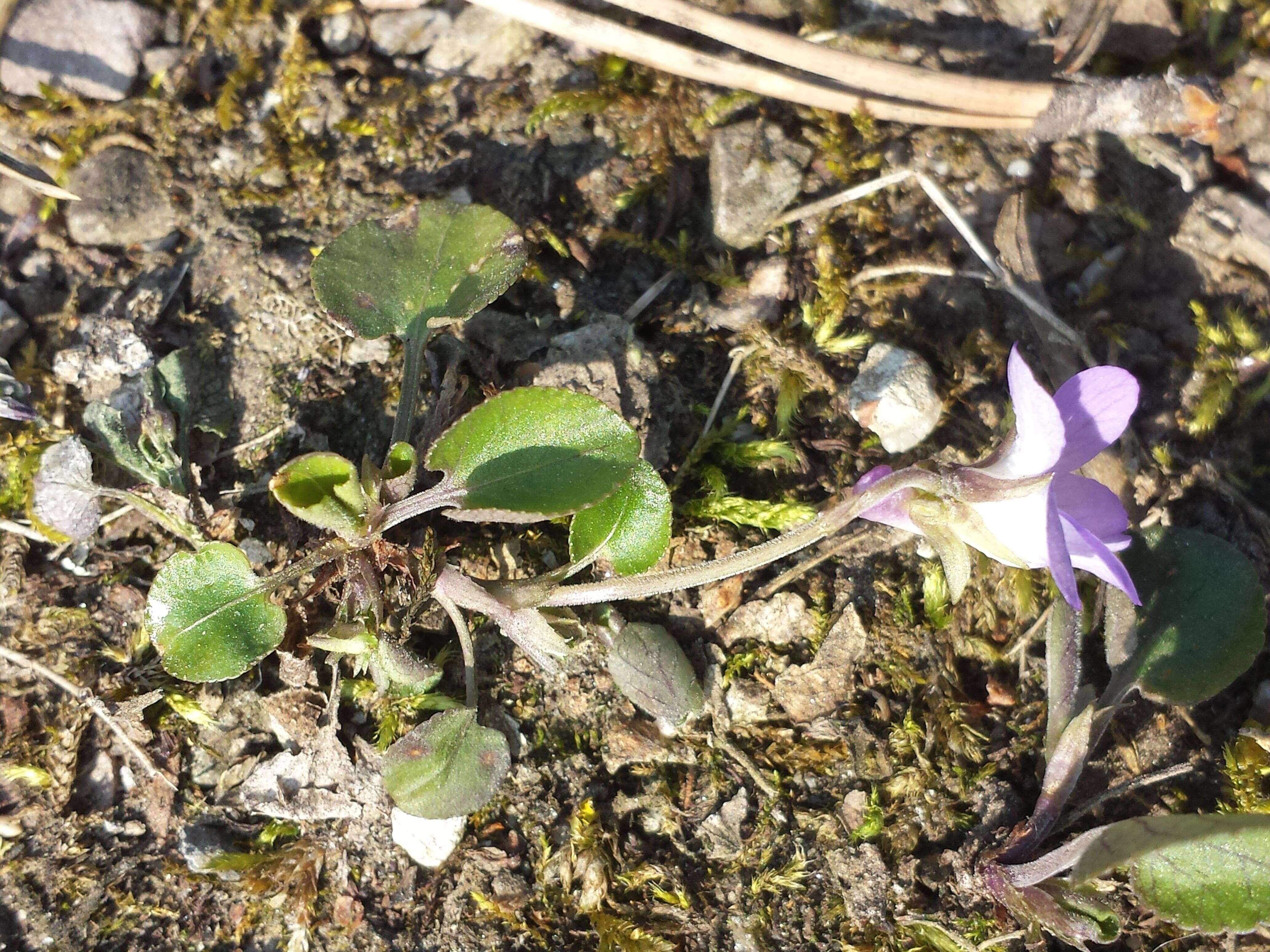 Image of teesdale violet