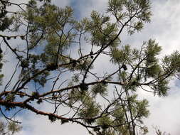 Image of Baker Cypress