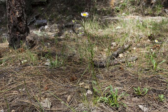 Image of Arizona fleabane