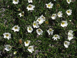 Imagem de Dryas octopetala L.