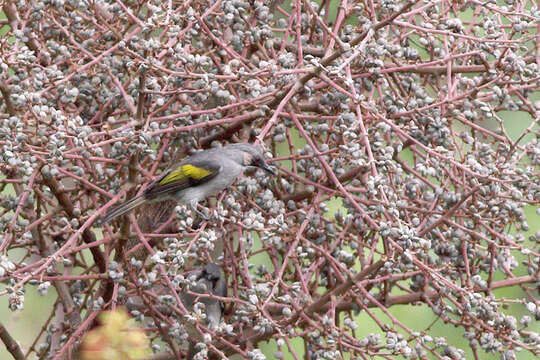 Image of Ashy Bulbul