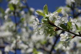 Image of Prunus sect. Prunus