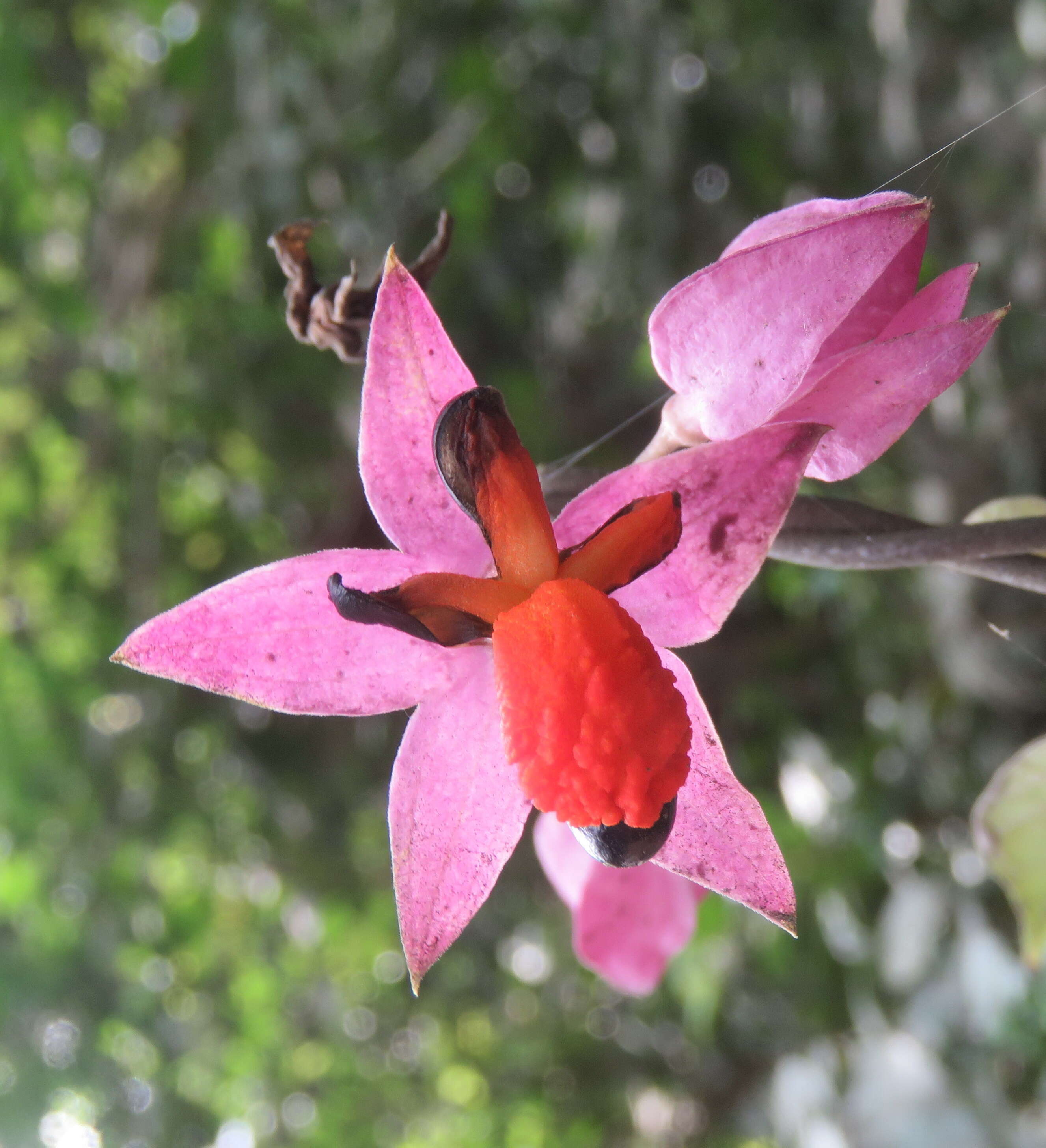 Слика од Clerodendrum thomsoniae Balf. fil.