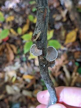 Image of Schizophyllum