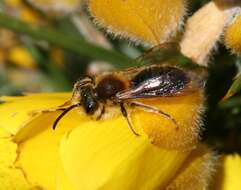 Image of early mining bee