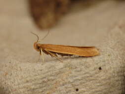 Image of Helcystogramma rufescens Haworth 1828