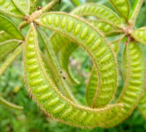 Image of Sensitive weed