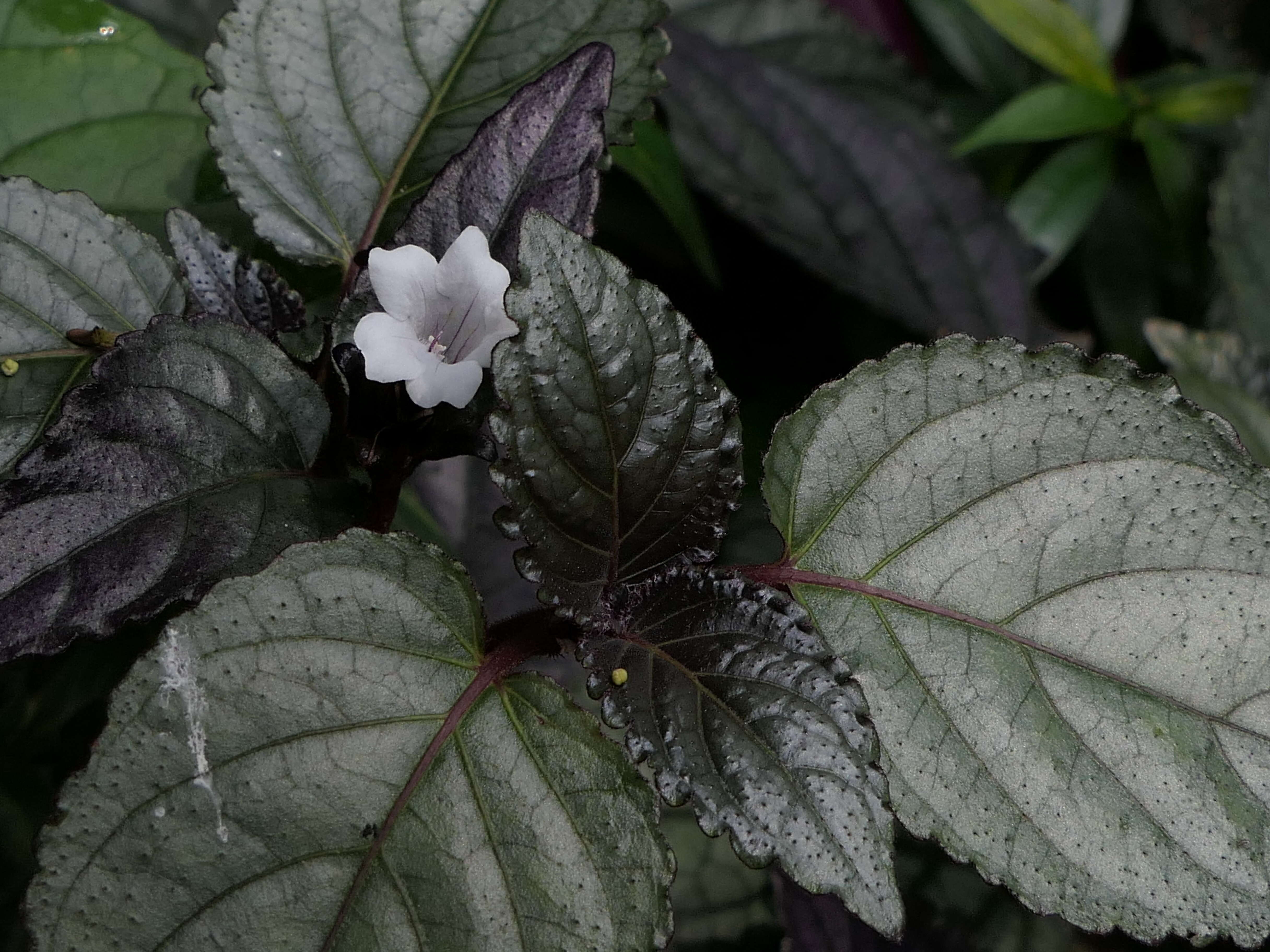 Plancia ëd Strobilanthes alternata (Burm. fil.) Moylan ex J. R. I. Wood