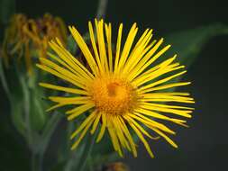 Inula helenium L. resmi