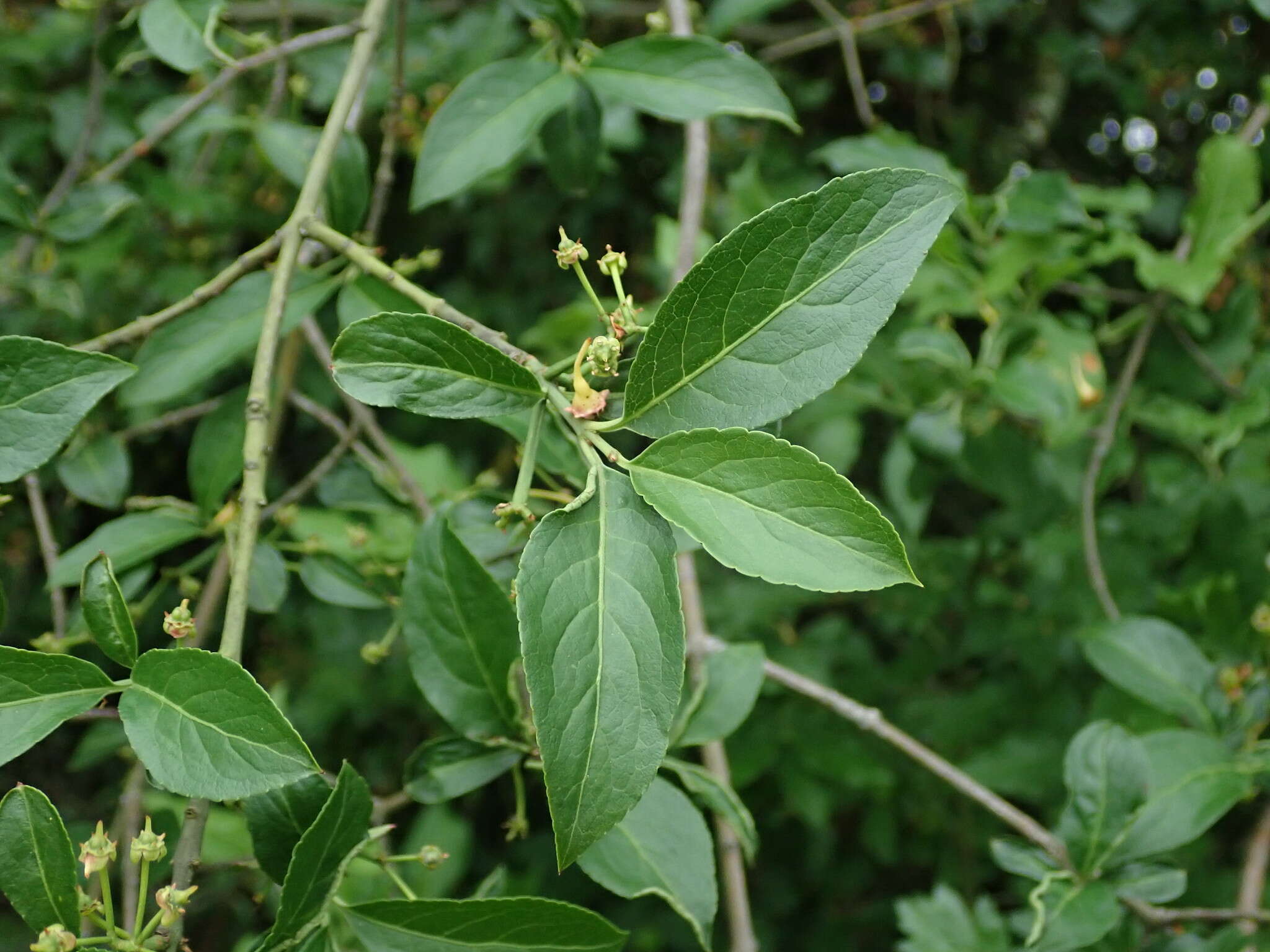 Image of Common spindle tree