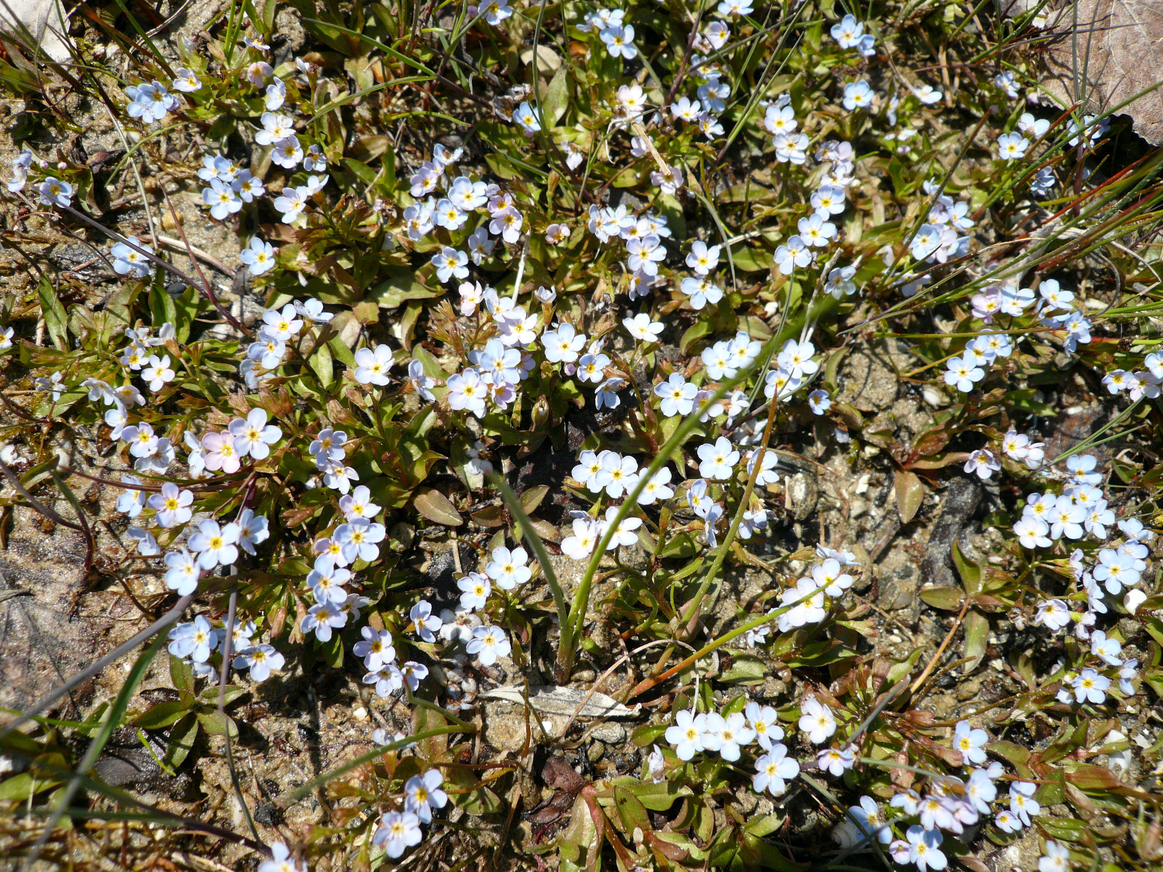 Image of Myosotis rehsteineri Warten.