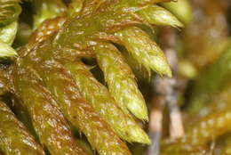 Image of rhytidium moss