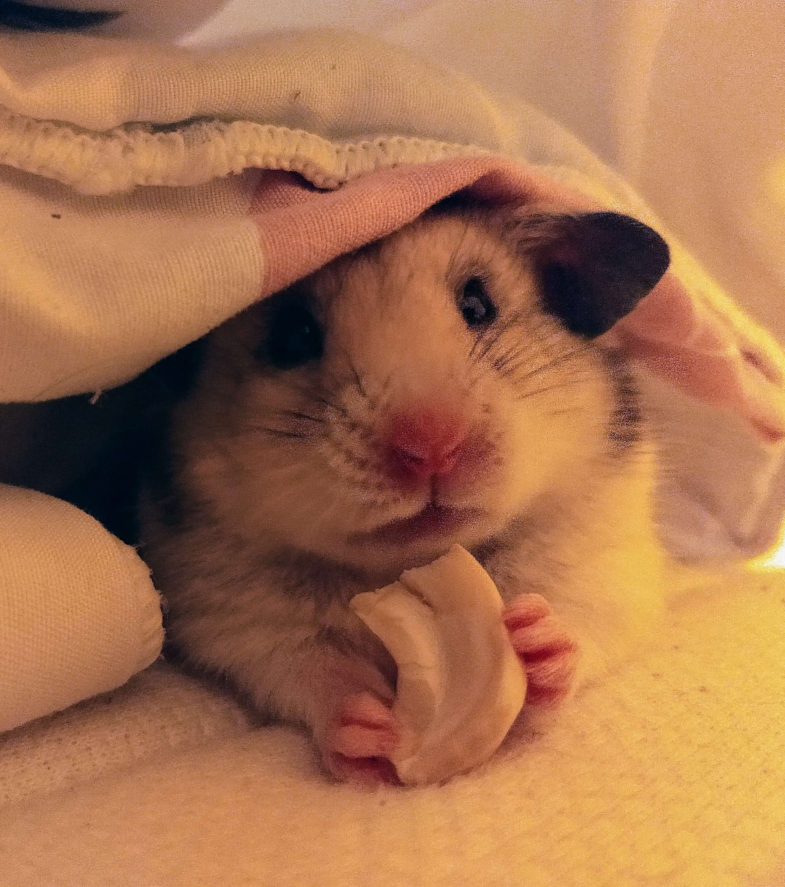 Hamster (Golden)