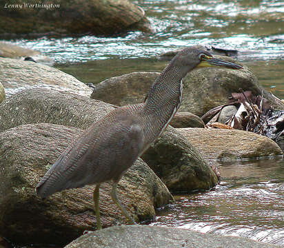 Image of Fasciated Tiger Heron