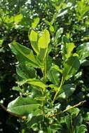 Image of Salix waldsteiniana Willd.