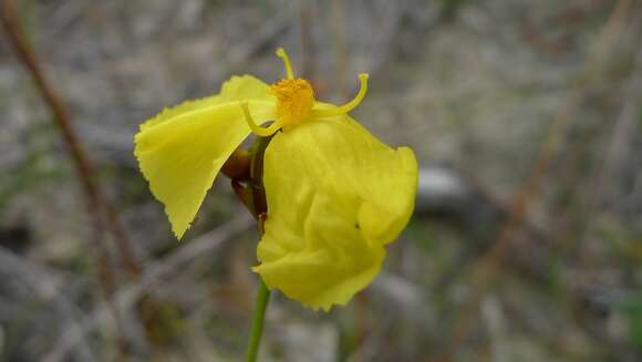 Image de Xyris bracteata R. Br.