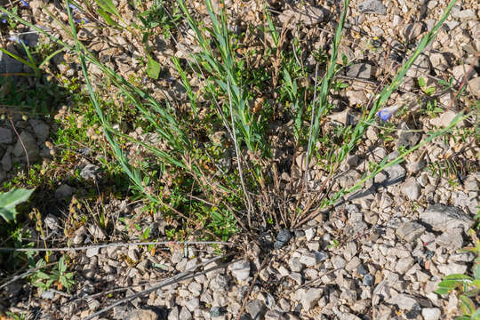 Image of Blue flax