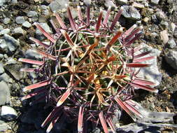 Image of Ferocactus latispinus (Haw.) Britton & Rose